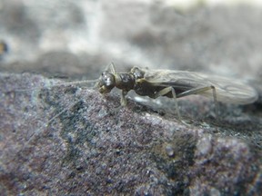 The Lednia tumana, or meltwater stonefly, is one of the many lifeforms that can be found in the cold waters of Waterton. | Contributed photo
