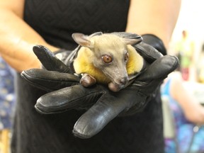 Topo the African Fruit Bat takes a look at audience members during Green Drinks Sarnia's Aug. 10 presentation about bats. 
CARL HNATYSHYN/SARNIA THIS WEEK