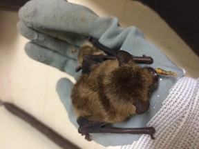 A Big brown bat rehabilitated at Salthaven Wildlife Rehabilitation and Education Centre in Strathroy, Ont.