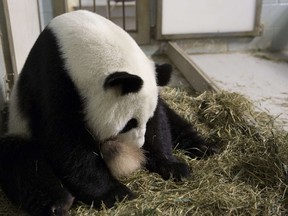 This July 15, 2013 handout image provided by the Atlanta Zoo in Atlanta, Georgia, shows Giant Panda and mother-to-be Lun Lun just prior to giving birth to twin Gianta Panda cubs. (AFP PHOTO/HO/ATLANTA ZOO)