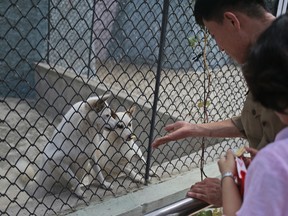 Visitors feed dogs at the newly opened Central Zoo in Pyongyang, North Korea, Tuesday, Aug. 23, 2016. One of the most popular attractions at the zoo might come as a surprise to foreign visitors. Just across the way from the hippopotamus pen and the reptile house, dozens of varieties of dogs _ including schnauzers, German shepherds, Shih Tzus and Saint Bernards _ are on display in the 'dog pavilion.' (AP Photo/Dita Alangkara)