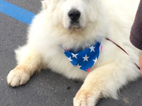 This Saturday, Aug. 20, 2016 photo provided by Karen Nelson shows shows Duke, a 9-year-old Great Pyrenees, that won a third one-year term as honorary mayor of Cormorant Township, Minn. The big, shaggy white dog was overwhelmingly re-elected at the sixth annual Cormorant Daze Festival. (Deb Rick via AP)