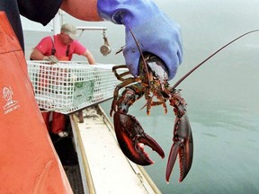 In this undated file photo, a sternman holds a lobster caught off South Bristol, Maine. (AP Photo/Robert F. Bukaty, File)