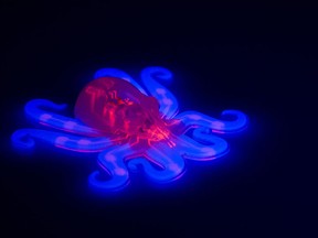 This image provided by Ryan Truby, Michael Wehner, and Lori Sanders, Harvard University, shows the Octobot, an entirely soft, autonomous robot.  (Ryan Truby, Michael Wehner, and Lori Sanders, Harvard University via AP)