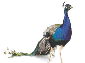 "I?ve always said that I would love to have a bevy of peacocks roaming the property." -- Cheryll Gillespie
