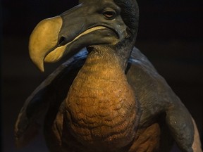 This picture taken on September 16, 2014 shows a stuffed dodo, an extinct bird, in the Evolution's great gallery of the Museum of Natural History in Paris. (JOEL SAGET/AFP/Getty Images)