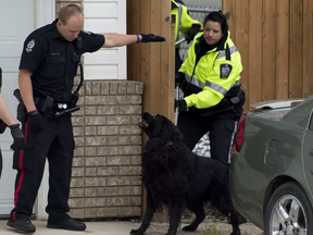 One of two dogs that was caught by police and bylaw officer after it apparently bit two people near 55A St and 162 Ave on Thursday, August 25, 2016 in Edmonton.