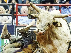 A rider tumbles off of a bull at a PBR event. The public will be able to witness these contests at Budweiser Gardens on August 27. (Photo courtesy of Professional Bull Riders)