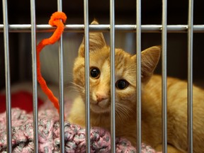 A kitten looks out from a cage at the Edmonton Humane Society, 13620 - 163 St., in Edmonton on Thursday Aug. 25, 2016. The humane society has reached their cat capacity and is no longer accepting healthy stray cats. DAVID BLOOM / Postmedia