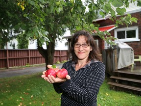 Carrie Regenstreif, a volunteer with the local Fruit for All program, displays apples from the Mcarthur household in Sudbury in this file photo. The program is a project of Eat Local Sudbury. JOHN LAPPA/THE SUDBURY STAR