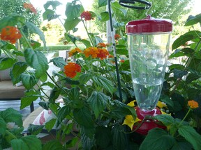 John DeGroot photo
One of the ways to attract hummingbirds to your backyard is to use a red-coloured bird feeder. Fill it with sweetened water (one part sugar to four parts water), and clean the feeder frequently. Gardening expert John DeGroot notes there are also a number of plants that hummingbirds love to visit. Among them is this bright orange flower Lantana, photographed this week in the DeGroot backyard.