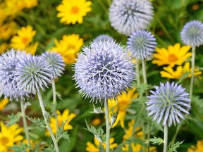 Most thistles don't look particularly attractive in a garden but Globe 
thistles look great both in bloom and as the flowers dry.