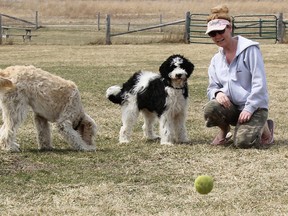 In this file photo from 2014, Candace Fach of Sarnia tries to entice her springerdoodle, Blossom, to chase a ball at Blackwater Trails off-leash dog park. With her is goldendoodle Daisy. Members of the Sarnia Off-Leash Parks and Zones Committee, in conjunction with city park staff, are now proposing Germain Park as the preferred site for a one-year dog park pilot project. A community consultation meeting is to be held Sept. 8 at the Strangway Community Centre. (File photo/Sarnia Observer)