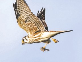 Kestrels and other birds of prey are heading south for the winter. The Monarchs and Migrants Weekend at Presqu?ile Provincial Park includes bird banding demonstrations, monarch tagging and guided walks. (L. Dunlop/Special to Postmedia News)