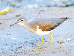 Late August is a great time to watch for shorebirds. The spotted sandpiper is the only sandpiper species that breeds across Southwestern Ontario. This first-year bird doesn?t yet have the spots on its chest or flanks. (MICH MacDOUGALL, Special to Postmedia News)