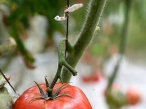 File photo of tomatoes (Postmedia Network)