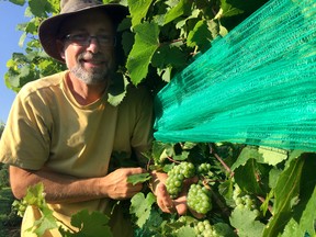 Marc Alton of Alton Farm Estates Winery says 2016 has been a great year for grape production on his Lambton County farm near Forest. John Miner/The London Free Press