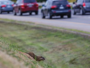One of many groundhogs that have taken up residence between the northbound and southbound lanes of the DVP, south of Eglinton Ave., August 15, 2016. (Dave Thomas/Toronto Sun)