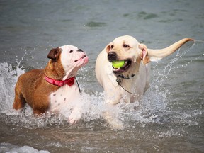 Lucy the English bulldog finds a playmate during Sunday's Doggie Paddle Beach Fest at Canatara Park. Photograph taken Sunday, Aug. 28, 2016 at Sarnia, Ontario (Neil Bowen/Sarnia Observer)