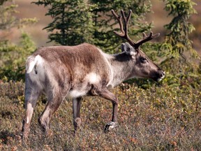 A caribou browses in wetlands in Kenai, Alaska in this Sept. 6, 2012, photo. THE CANADIAN PRESS/AP/Peninsula Clarion