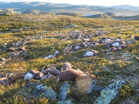 In this image made available by the Norwegian Environment Agency on Monday Aug. 29  2016,  shows some of the more than 300 wild reindeer that  were killed by lighting in Hardangervidda, central Norway on Friday Aug. 26, 2016  in what wildlife officials say was a highly unusual massacre by nature. (Havard Kjotvedt /Norwegian  Environment Agency, NTB scanpix, via AP)