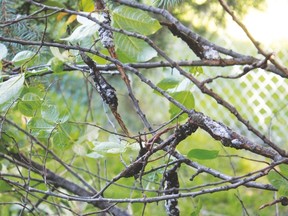 Tree in Drayton Valley with Black Knot Fungus