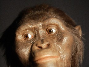 This Aug. 14, 2007, file photo shows a three-dimensional model of the early human ancestor, Australopithecus afarensis, known as Lucy, on display at the Houston Museum of Natural Science. It's a scientific estimation of what Lucy may have looked like in life. A new study based on an analysis of Lucy's fossil by the University of Texas at Austin suggests she died after falling from a tree. Several scientists, including Lucy’s discoverer, reject that she plunged to her death from a tree. (AP Photo/Pat Sullivan, File)