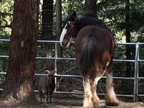 This undated photo provided by Tamara Schmitz shows Clydesdale horse Budweiser with his friend, a Nigerian dwarf billy goat named Lancelot, near Santa Cruz, Calif. Budweiser was safely back in his pen Sunday, Aug. 28, 2016, in the Santa Cruz Mountains on California's Central Coast after five days on the lam. Owner Tamara Schmitz says Buddy was busted out Wednesday, Aug. 24, by Lancelot, who knows how to butt open the stable gate. (Tamara Schultz via AP)