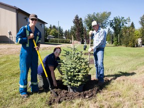Louis Genest, County of Vermilion River employee, Corinne McGirr, community development coordinator, and Lonnie Wolgienon, district 4 councillor plant trees in Islay, Alta. on Wednesday, August 24, 2016. The tree planting comes from the CN EcoConnexions From the Ground Up grant. Taylor Hermiston/Vermilion Standard/Postmedia Network.