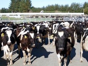 In this Aug. 28, 2015, file photo, cows stand in a pen before they are milked on a dairy farm near Carterton, New Zealand. New Zealand police said Tuesday, Aug. 30, 2016, that they were investigating reports of the unlikely crime at a South Island farm. Locals said 500 milking cows could have been taken from the herd of 1,300 anytime between early July, when they were last counted, and late August. The stolen cows are worth about 750,000 New Zealand dollars ($543,000). (AP Photo/Nick Perry, File)