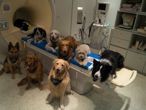 In this undated photo provided by the MR Research Center some trained dogs involved in a study to investigate how dog brains process speech sit around a scanner in Budapest, Hungary. Scientists have found that dogs use the same brain areas as humans to process language. (Borbala Ferenczy/MR Research Center via AP)