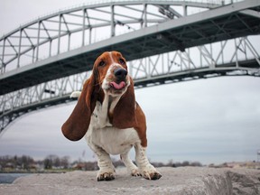 Dean the Basset Hound struts his stuff underneath the Blue Water Bridge. The Instagram-famous pooch -- whose owner Carly Bright is a Sarnia native -- has close to 160,000 followers on the picture-sharing website. All of the interest in Dean's daily adventures has left him fielding agent and sponsorship offers. Photo Courtesy of Carly Bright/Sarnia Observer/Postmedia Network