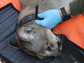 A tracking collar is deployed onto a cougar for the Alberta Cougar Adaptive Management Project.