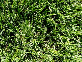green grass filer