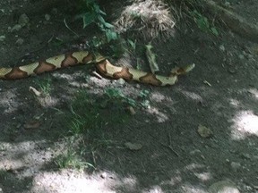 A copperhead snake is shown in Ajax, Ont., in this recent handout photo. Authorities are searching for a venomous snake on the loose in a conservation area east of Toronto. The Toronto Region Conservation Authority says they received a call Tuesday about a large snake that was spotted over the weekend in Greenwood Conservation Area in Ajax, Ont. (Photo courtesy of the Town of Ajax)