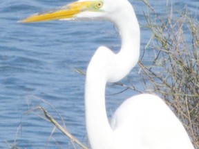 Great egrets are frequently spotted at the Coves in London. This
environmentally significant area is an excellent habitat for waders. You might also see great blue herons, black-crowned night-herons and green herons. (PAUL NICHOLSON, Special to Postmedia News)