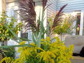 A vase with freshly-cut Goldenrod with a few sprigs of Phragmites. Both are considered weeds (and one an invasive plant) but they are attractive and have their own attributes. Goldenrod, for example, contains remarkable healing properties. Phragmites have plumes that are attractive and used for decorative purposes. John DeGroot photo