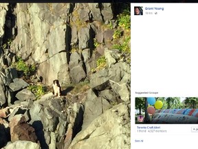 Grant Young spotted a a black and white dog on Conception Bay on Thursday and posted photos of the stranded pooch on Facebook. (Facebook screengrab)