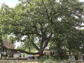 This burr oak, pictured here at 451 Lakeshore Rd., is considered one of the oldest trees in Sarnia. Other old Sarnia trees -- all believed to be around 150 years old -- include a burr oak at 379 Russell St. S., a black walnut at 436 George St. and a beech at 250 Brock St. N. Barbara Simpson/Sarnia Observer/Postmedia Network