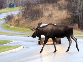 moose filer