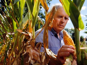 Luke Hendry/The Intelligencer
Demorestville-area farmer John Thompson holds an ear of corn stunted by drought on his family's farm south of Belleville, Friday. The president of the Prince Edward Federation of Agriculture said his crop has fared better than some, but many farmers have little to no yield because of the hot, dry weather. However, he said, food prices aren't likely to increase.