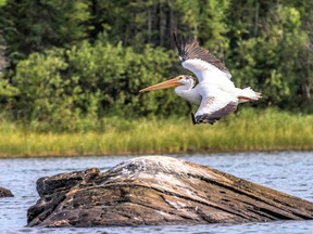 White pelican 
Photo by Peter Ferris