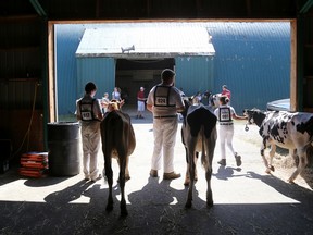 4-H members head out of the barn to the marshalling area prior to the novice dairy showmanship during the Quinte Exhibition at the fairgrounds, on Saturday September 3, 2016 in Belleville, Ont. 


Emily Mountney-Lessard/Belleville Intelligencer/Postmedia Network