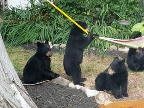 Four bears frolicking in Neville Judd’s Sunshine Coast home backyard. Photo is a screen grab from Judd’s video. (Postmedia Network)