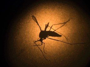 In this Jan. 27, 2016 file photo, an Aedes aegypti mosquito known to carry the Zika virus, is photographed through a microscope at the Fiocruz institute in Recife, Pernambuco state, Brazil. The U.N. health agency is changing its advice to travelers returning from areas facing a Zika virus outbreak, saying both men and women should now practice safe sex or abstinence for six months. (AP Photo/Felipe Dana, File)