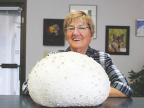 This is a very large, very heavy puffball that was found by Darlene Seely on her property near Alder Flats recently.
