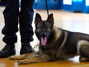 Durham Regional Police K-9 Storm. (drps.ca)