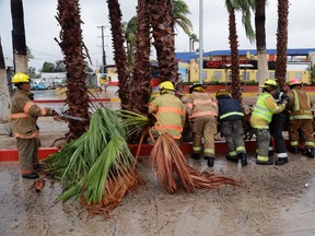 Firemen removed a palm tree felled by Hurricane Newton in Cabo San Lucas, Mexico, Tuesday, Sept. 6, 2016. Newton slammed into the twin resorts of Los Cabos on the southern tip of Mexico's Baja California peninsula Tuesday morning, knocking out power in some places as stranded tourists huddled in their hotels. (AP Photo/Eduardo Verdugo)