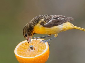 Brian Lasenby/Getty images
Female Baltimore Oriole (Icterus galbula) feeding on an orange, taken in Ontario, Canada.
