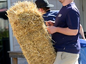 Chris Roach of London radio station BX-93 carries straw into the Covent Garden Market for a display as preparations continued Wednesday for the start of Canadian Country Music week. (MORRIS LAMONT, The London Free Press)